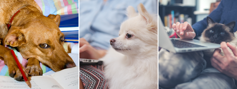 collage of dogs sitting on owners laps